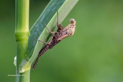 Digital-Nature_Ruediger-Schulz_Germany_Metamorphosis-02_