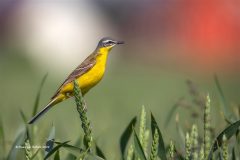 Digital-Nature_Ruediger-Schulz_Germany_Yellow-Wagtail_