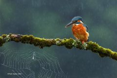 Digital-Nature_Ruth-Hayton_Scotland_Here-comes-the-rain-again_