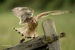 Digital-Nature_Ruth-Hayton_Scotland_Kestrel-in-the-rain_