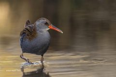 Digital-Nature_Ruth-Hayton_Scotland_Wading-water-rail_