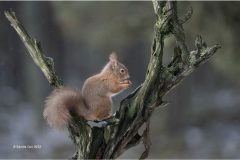 Digital-Nature_Sandie-Cox_England_Red-Squirrel-in-Snow-Storm_