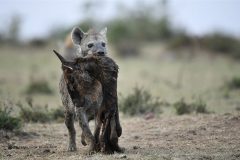 Digital-Nature_Sanjay-Kumar-Shukla_India_Hyena-Running-with-Wildebeest-Head_