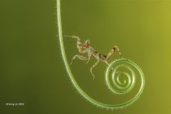 Digital-Nature_Song-Lin_China_show-off_