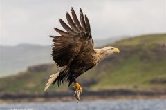 Digital-Nature_Sue-Critchlow_England_White-Tailed-Sea-Eagle-with-Catch_