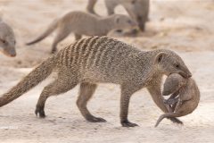 Digital-Nature_Susan-Carter_Wales_4y4a1097-Mongoose-16-X-8copy-1600copy_