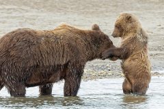 Digital-Nature_Susan-Carter_Wales_Grizzly-Bear-and-cub_