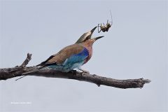 Digital-Nature_Susan-Carter_Wales_Lilac-Breasted-Roller-with-insect_