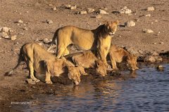 Digital-Nature_Susan-Carter_Wales_Lions-at-a-waterhole_
