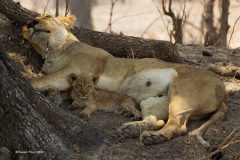 Digital-Nature_Susan-Trout_England_Plight-of-the-Lioness-and-Cub_