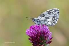 Digital-Nature_Suzanne-Parsons_England_Marbled-White-on-Red-Clover_