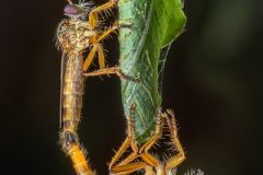 Digital-Nature_Teng-Yun-Lin_Taiwan_Insectivorous-Love_