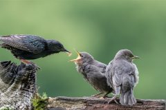 Digital-Nature_Terri-Adcock_England_Waiting_