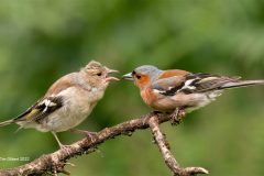 Digital-Nature_Tim-Gilbert_England_Chaffinch-Feeding-Chick_