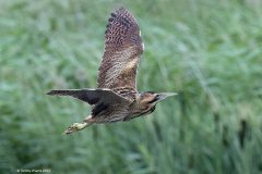 Digital-Nature_Tommy-Evans_Wales_Bittern-Flying-over-Reeds_