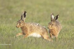 Digital-Nature_Trevor-Clifford_England_Hares-on-the-move_