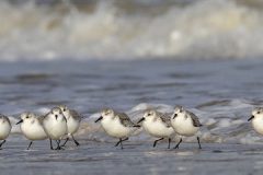 Digital-Nature_Trevor-Clifford_England_Sanderlings_