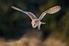 Digital-Nature_Trevor-Hunter_England_Barn-Owl-Quartering_