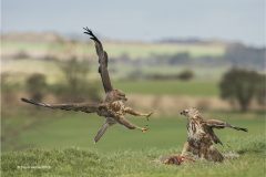 Digital-Nature_Trevor-Hunter_England_Buzzard-Aggression_