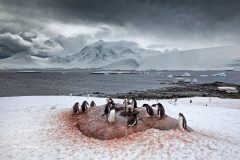 Digital-Nature_Volker-Meinberg_Germany_Port-Lockroy-28_