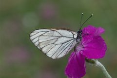 Black-veined White, Aporia crataegi. on Rose Campion, Silene coronaria. Rhodopi Mountains, SW Bulgaria. 27.6.2022