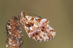 Weaver's Fritillary, Clossiana dia. St-Leger-les-Melezes, Champsaur Valley, PN des Ecrins. French Alps. 7.7.2022