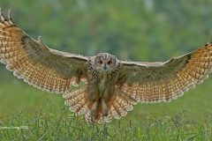 Digital-Nature_Yuehui-Xiong_China_oncoming_