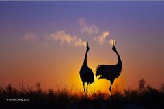 Digital-Nature_Zhizhou-Jiang_China_Resonance_