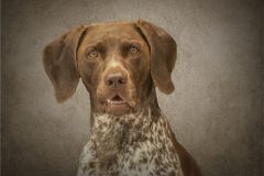 Digital-Open-Colour_Gill-Jones_Wales_Dougie_