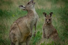 Digital-Open-Colour_Jenni-Horsnell_Australia_Roo-Yawn-2_