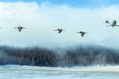 Digital-Open-Colour_Jinyu-Zhao_China_Cranes-Fly-Through-Clouds_