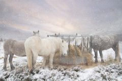 Digital-Open-Colour_Kathryn-J-Scorah_England_3-Winter-Fodder_GPU-Bronze-Medal