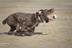 Digital-Open-Colour_Ken-Lester_Wales_Jaws_