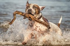 Digital-Open-Colour_Ken-Lester_Wales_Oscar-Having-Fun_