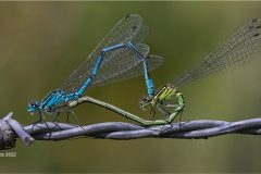 Digital-Open-Colour_Lesley-Betts_England_Bouquet-of-Barbed-Wire_