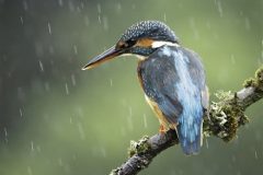 Digital-Open-Colour_Lorna-Hayton_Scotland_Kingfisher-in-the-rain_