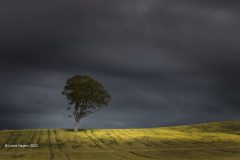 Digital-Open-Colour_Lorna-Hayton_Scotland_Storm-Tree_