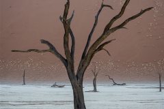 Digital-Open-Colour_Lorraine-Clifton_England_Deadvlei-Tree_