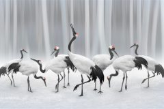 Digital-Open-Colour_Martin-Horton_England_Call-of-the-Wild_PSA-Ribbon