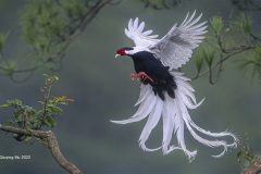 Digital-Open-Colour_Qiuqing-Mu_China_forest-fairy_