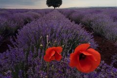 Digital-Open-Colour_Radoslav-Sviretsov_Bulgaria_Lavander-World_