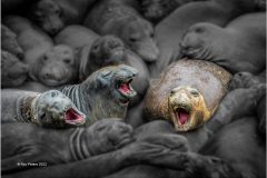 Digital-Open-Colour_Roy-Peters_Wales_The-Three-Tenors_