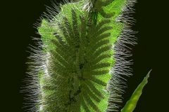 Digital-Open-Colour_Subrata-Nath_India_Sparking_