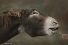 Digital-Open-Colour_Sue-White_England_Carrot-Stretch_