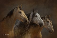 Digital-Open-Colour_Sue-White_England_We-Three-Kings_GPU-Gold-Medal