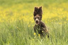 Digital-Open-Colour_Trevor-Clifford_England_Bad-hair-day_