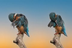 Digital-Open-Colour_Trevor-Clifford_England_Kingfishers-preening_