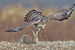 Digital-Open-Colour_Yuehui-Xiong_China_target_