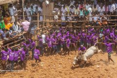 Digital-PhotoTravel_Ramanathan-Thenappan_India_Taming-the-Bull_