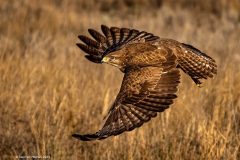Print-Open-Colour_Stephen-Hitchen_England_Buzzard-in-Flight_